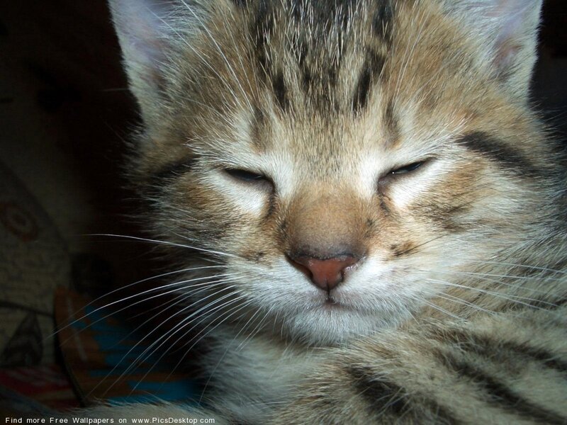 Sleeping Tabby Kitten — Brown, Calm, Photograph