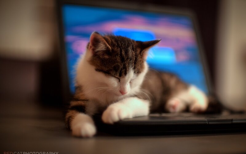 Sleeping Tabby Kitten — Brown, Calm