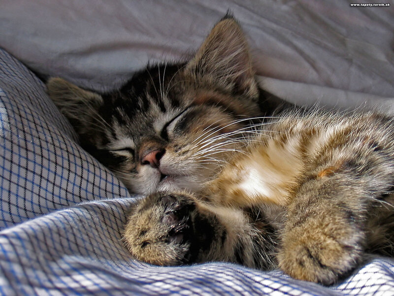 Sleeping Tabby Kitten — Brown, Peaceful, Afternoon, Photograph