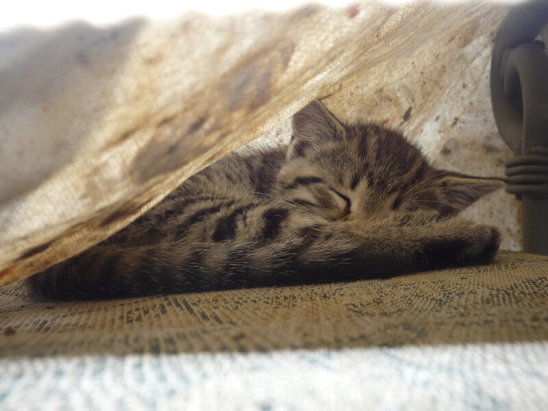 Sleeping Tabby Kitten — Brown, Peaceful, Morning