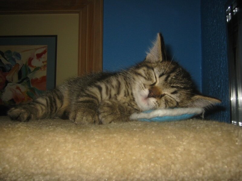 Sleeping Tabby Kitten — Brown, Peaceful, Night, Photograph