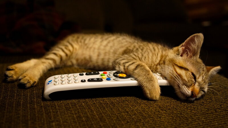 Sleeping Tabby Kitten — Brown, Peaceful, Night
