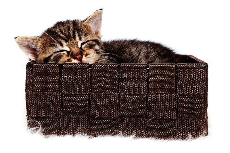 Sleeping Tabby Kitten — Brown, Peaceful, Photograph, Basket