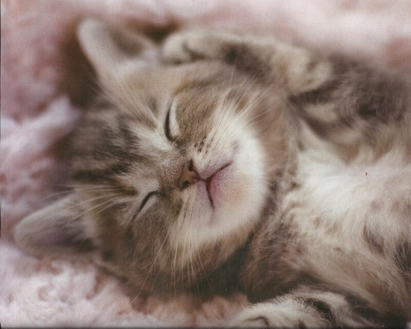 Sleeping Tabby Kitten — Brown, Peaceful, Photograph, Blanket