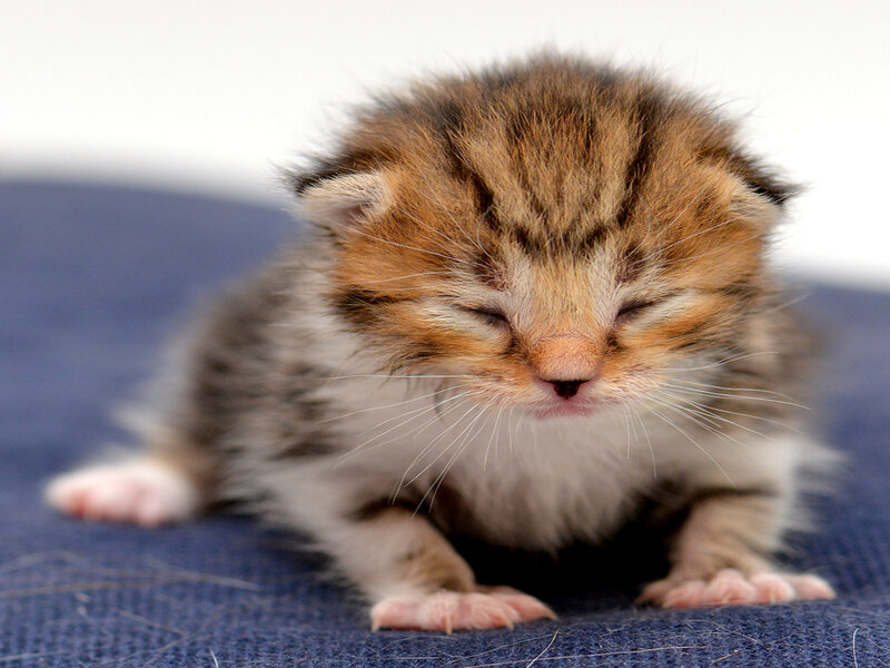 Sleeping Tabby Kitten — Brown, Peaceful, Photograph, Blue Fabric
