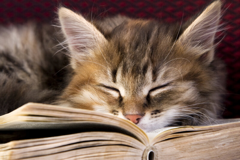 Sleeping Tabby Kitten — Brown, Peaceful, Photograph, Book