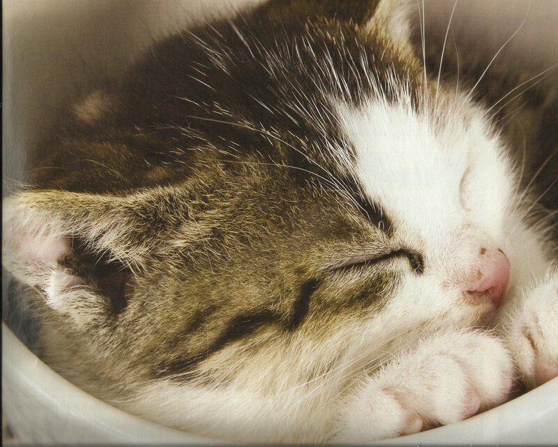 Sleeping Tabby Kitten — Brown, Peaceful, Photograph, Cat, Cup