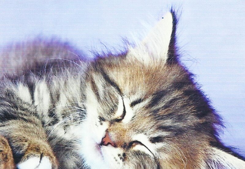 Sleeping Tabby Kitten — Brown, Peaceful, Photograph, Cat, Eyes