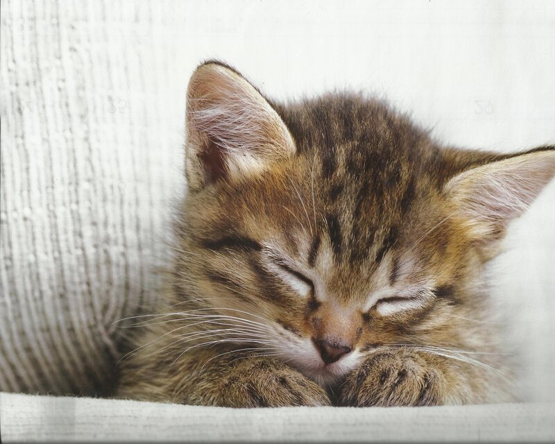 Sleeping Tabby Kitten — Brown, Peaceful, Photograph, Cat, Fabric