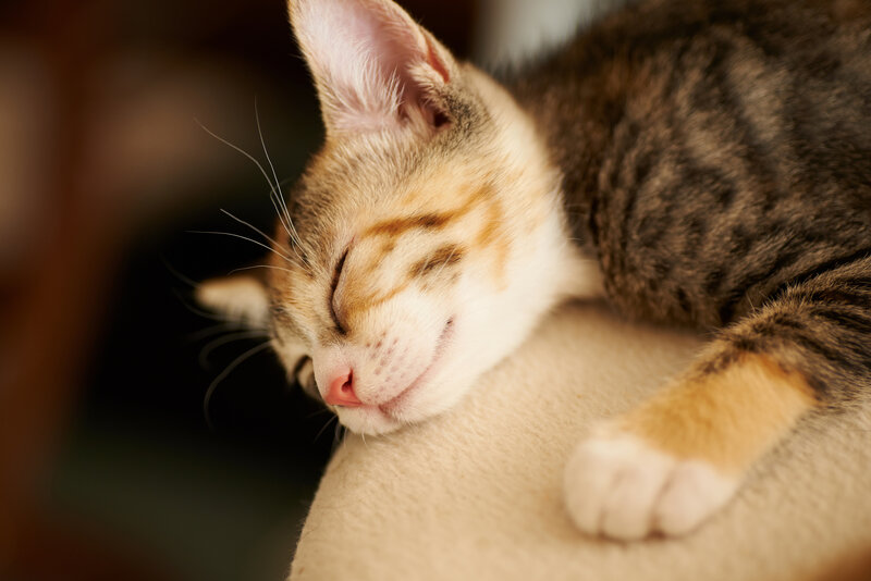 Sleeping Tabby Kitten — Brown, Peaceful, Photograph, Cat, Pillow
