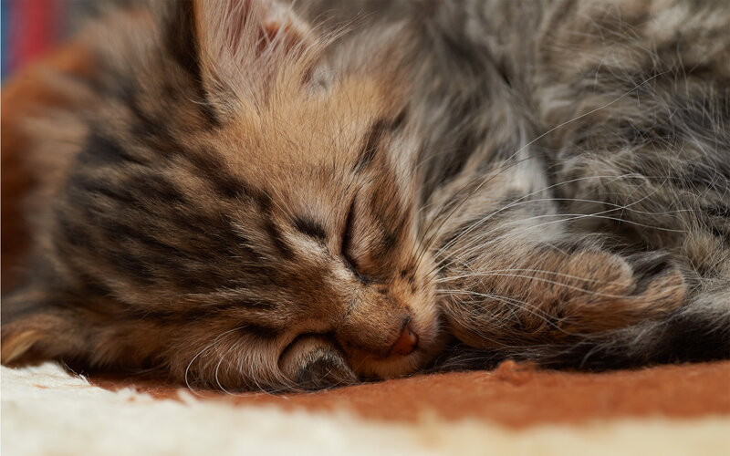 Sleeping Tabby Kitten — Brown, Peaceful, Photograph, Cat