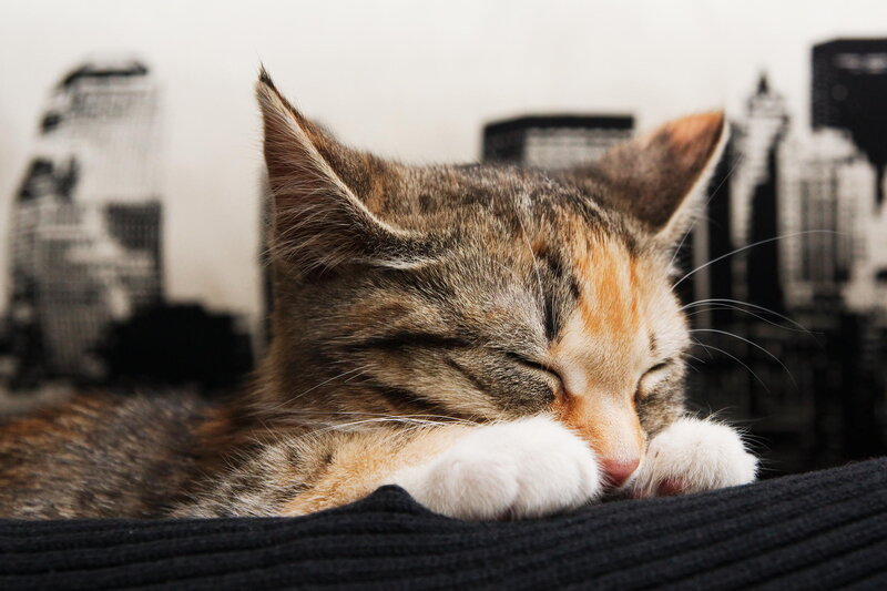 Sleeping Tabby Kitten — Brown, Peaceful, Photograph, Cityscape
