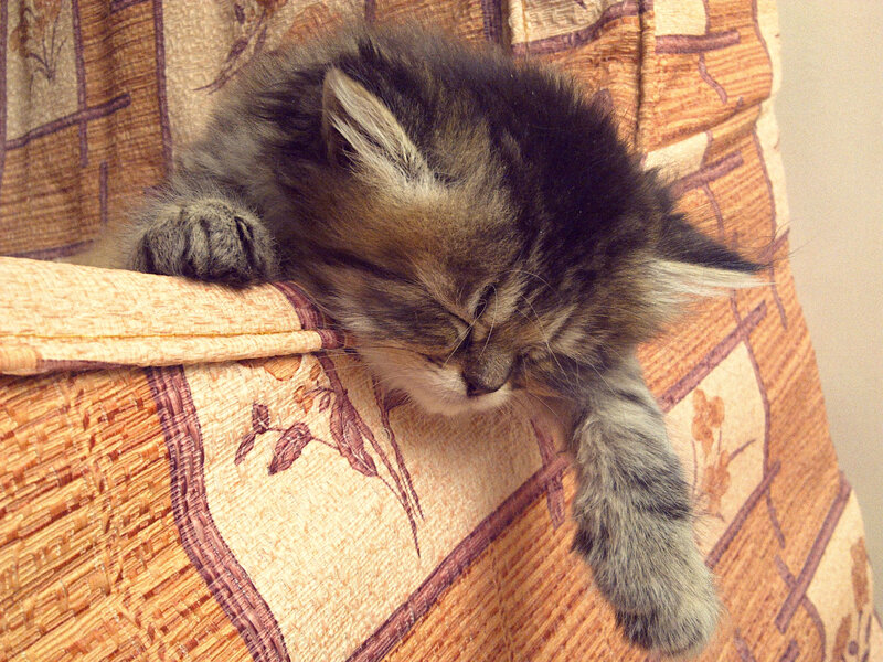 Sleeping Tabby Kitten — Brown, Peaceful, Photograph, Cushion