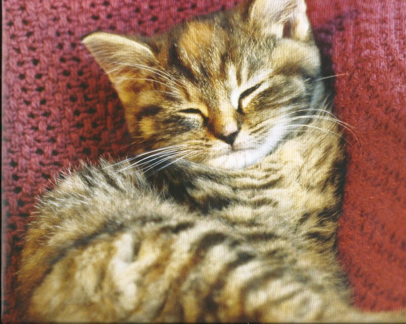 Sleeping Tabby Kitten — Brown, Peaceful, Photograph, Knitted Fabric