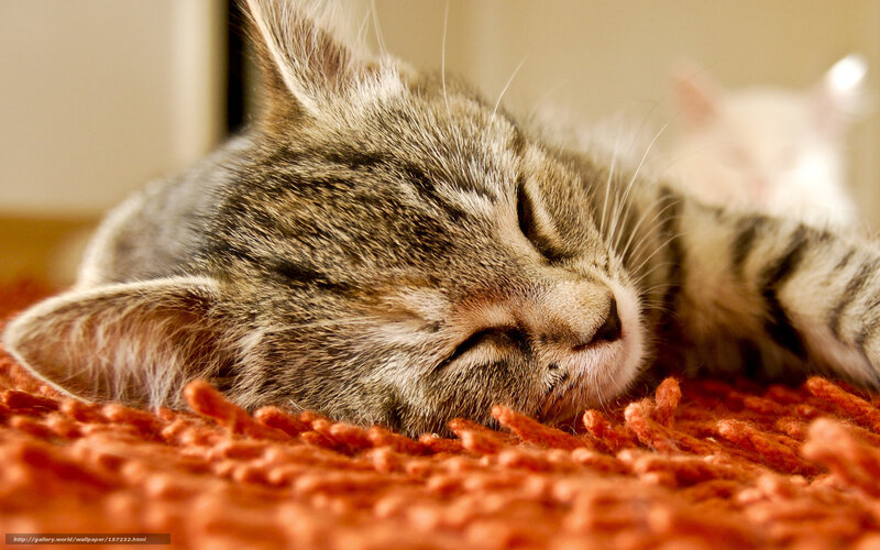 Sleeping Tabby Kitten — Brown, Peaceful, Photograph, Orange Rug