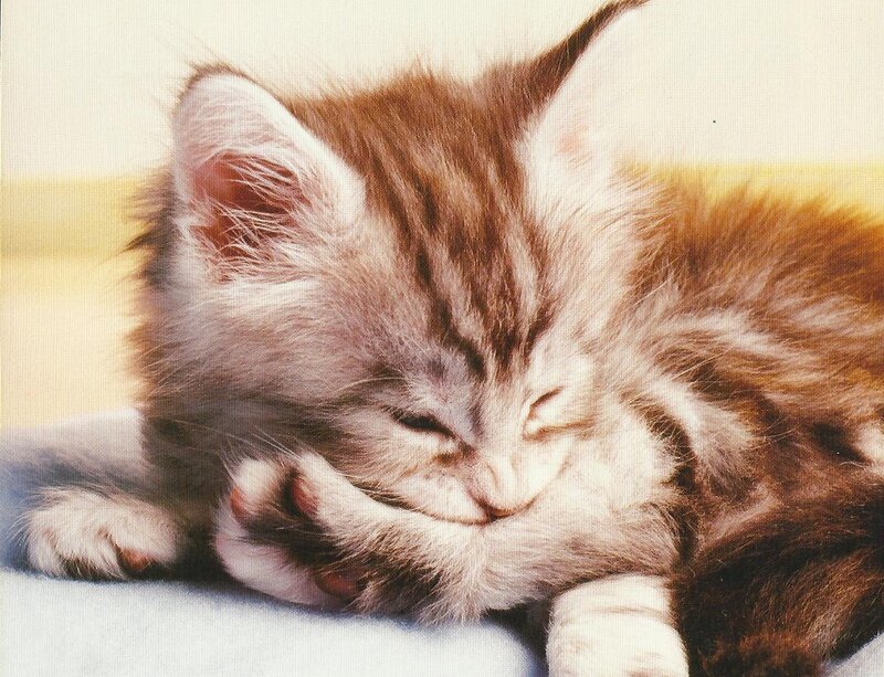 Sleeping Tabby Kitten — Brown, Peaceful, Photograph, Paw