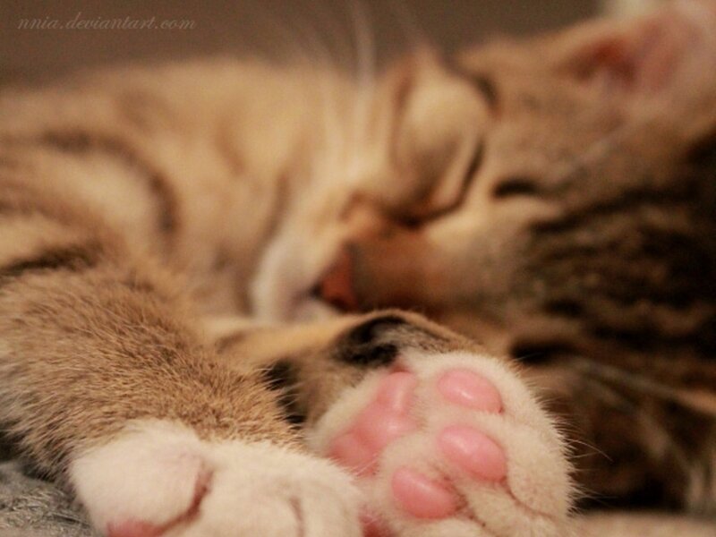 Sleeping Tabby Kitten — Brown, Peaceful, Photograph, Paws