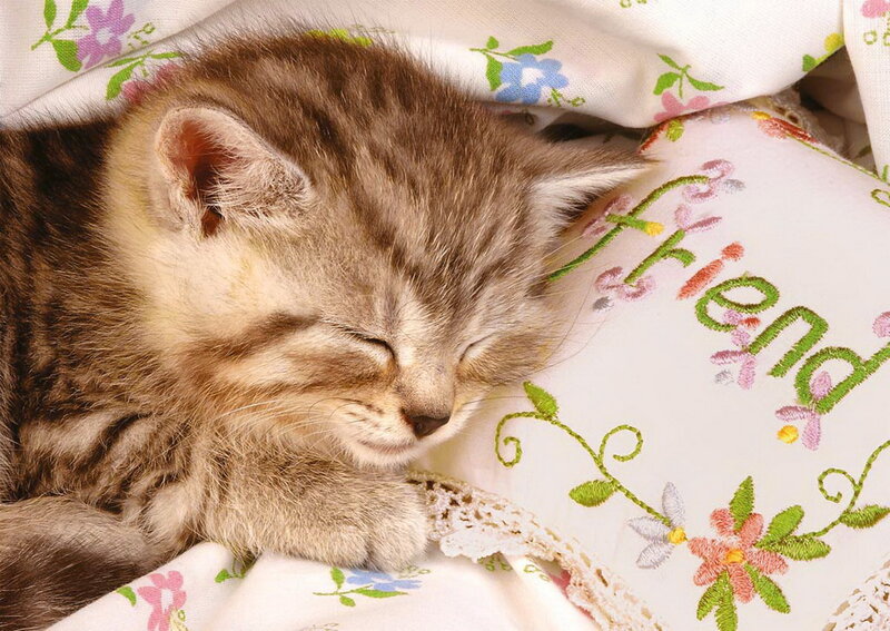 Sleeping Tabby Kitten — Brown, Peaceful, Photograph, Pillow