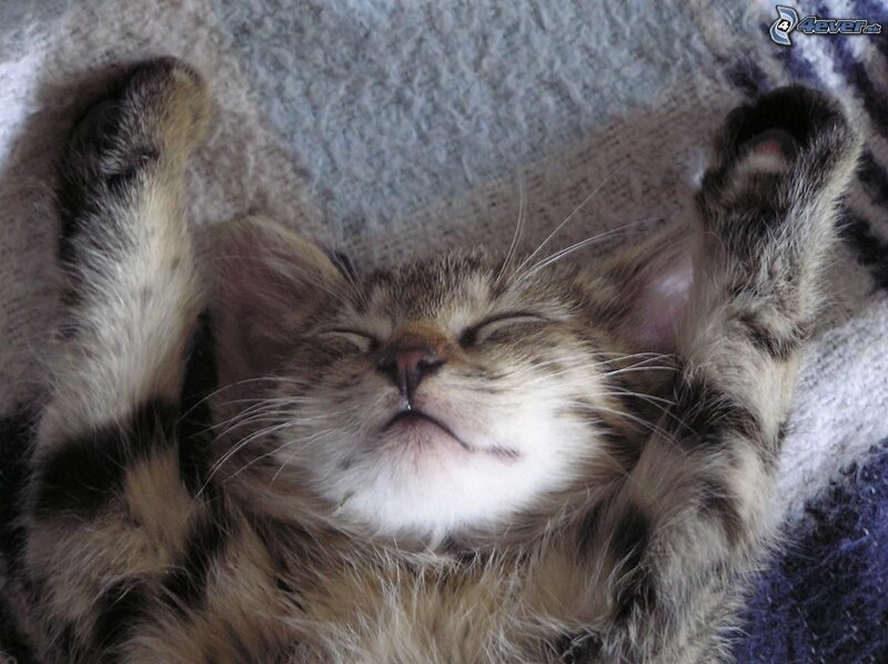 Sleeping Tabby Kitten — Brown, Peaceful, Photograph