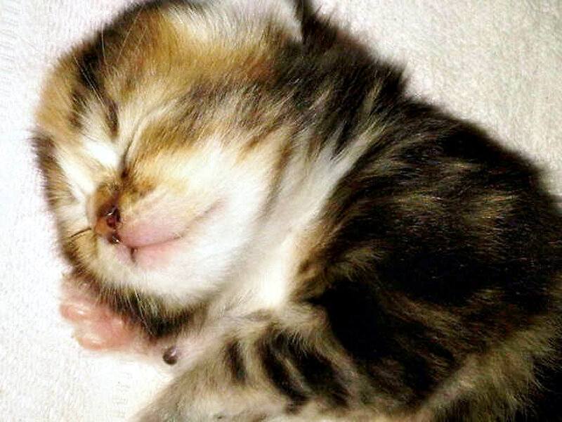 Sleeping Tabby Kitten — Brown, Peaceful, Photograph, White Surface