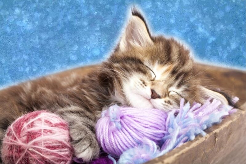 Sleeping Tabby Kitten — Brown, Peaceful, Photograph, Yarn Balls