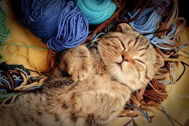 Sleeping Tabby Kitten — Brown, Peaceful, Photograph, Yarn