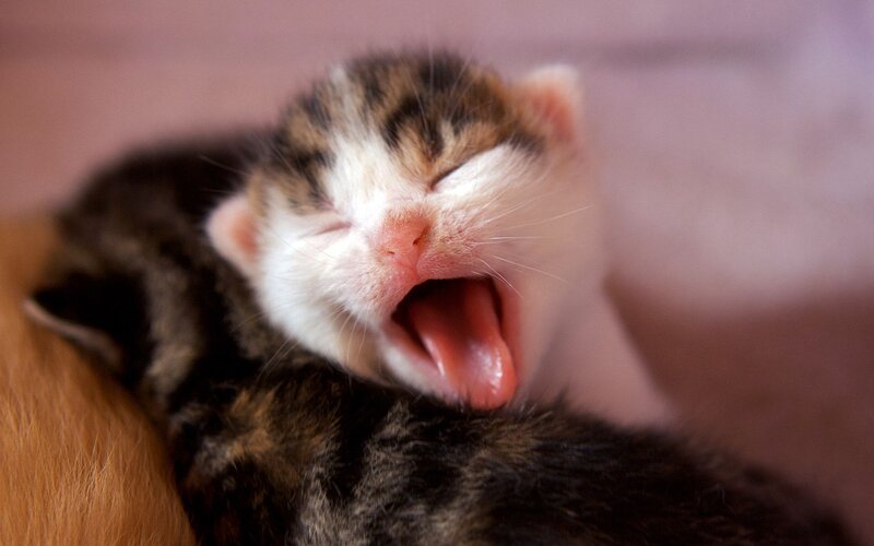 Sleeping Tabby Kitten — Brown, Peaceful, Photograph, Yawning