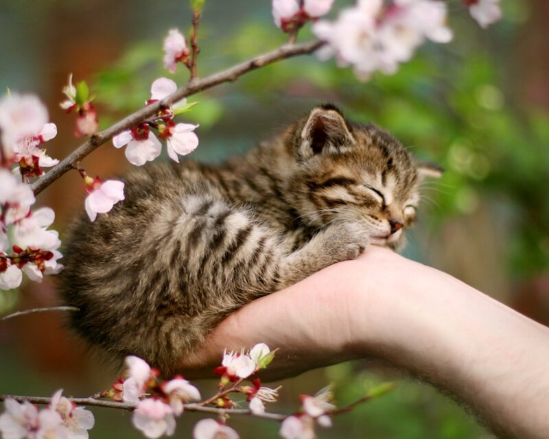 Sleeping Tabby Kitten — Brown, Peaceful, Spring