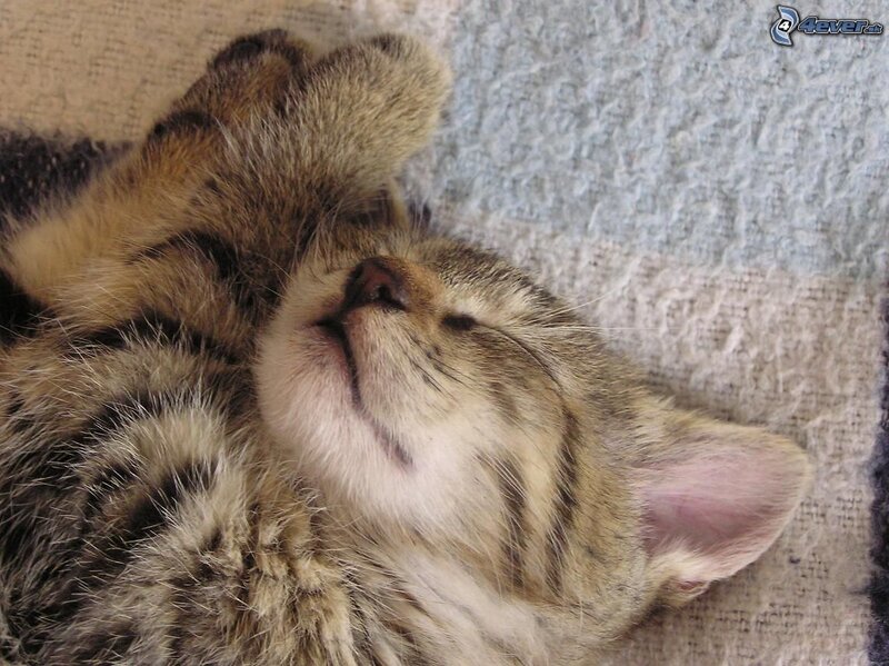 Sleeping Tabby Kitten — Brown, Peaceful