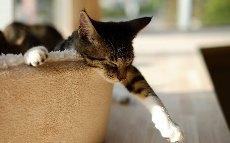 Sleeping Tabby Kitten — Brown, Serene, Afternoon