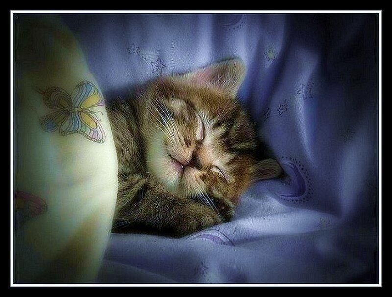 Sleeping Tabby Kitten — Brown, Serene, Night