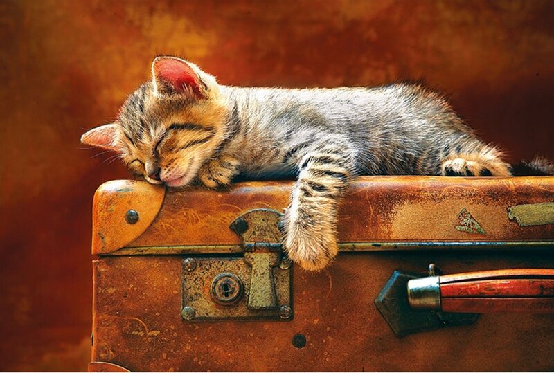 Sleeping Tabby Kitten — Brown, Serene, Photograph, Suitcase