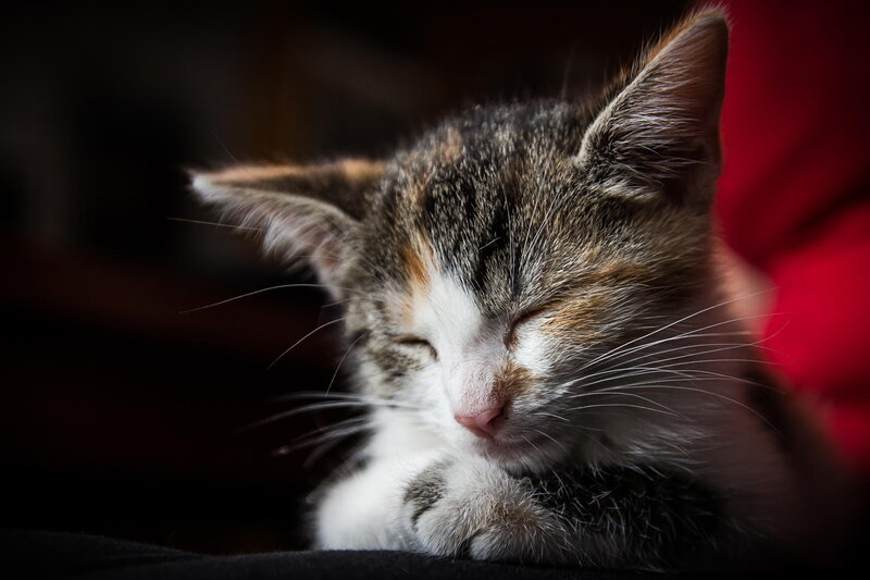 Sleeping Tabby Kitten — Brown, Serene, Photograph