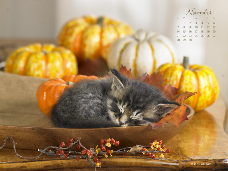 Sleeping Tabby Kitten — Brown, Serene