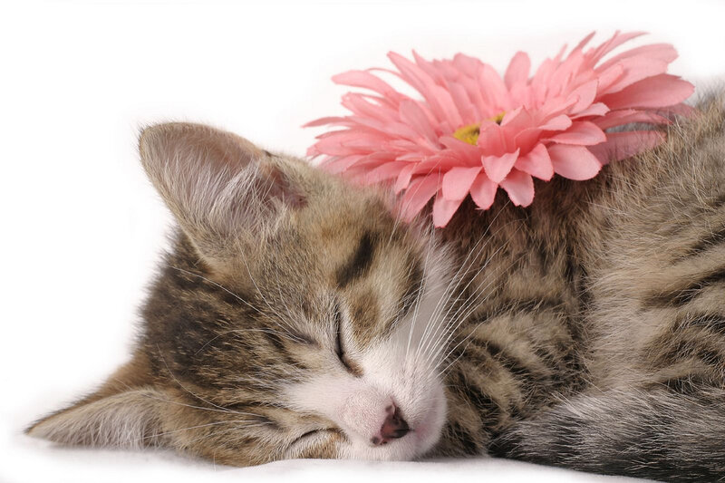 Sleeping Tabby Kitten — Brown