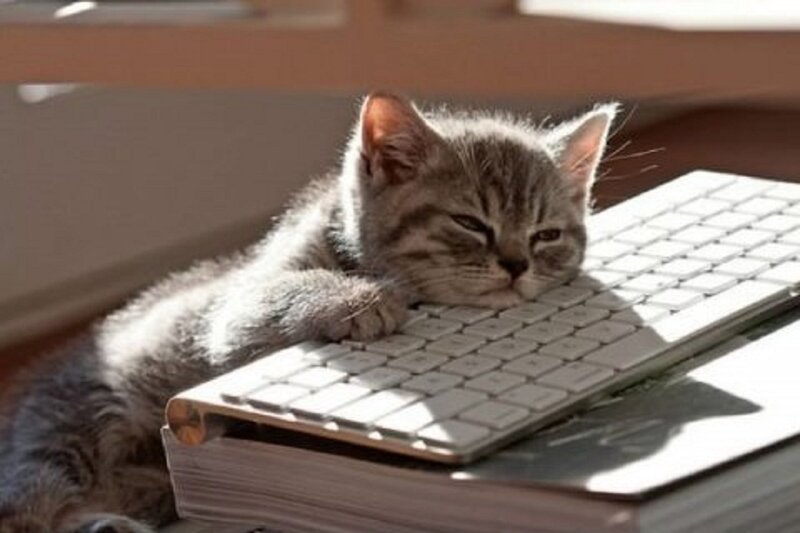 Sleeping Tabby Kitten — Gray, Calm, Afternoon