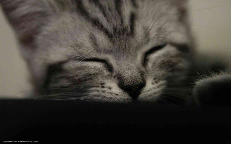 Sleeping Tabby Kitten — Gray, Calm, Photograph, Cat