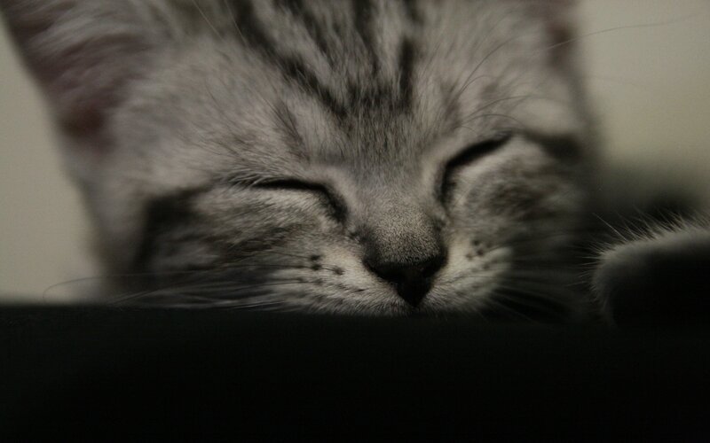Sleeping Tabby Kitten — Gray, Calm, Photograph