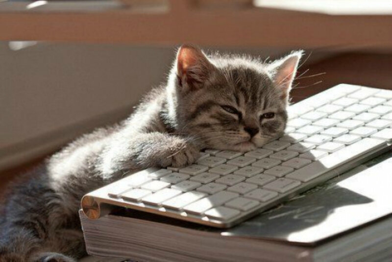 Sleeping Tabby Kitten — Gray, Calm