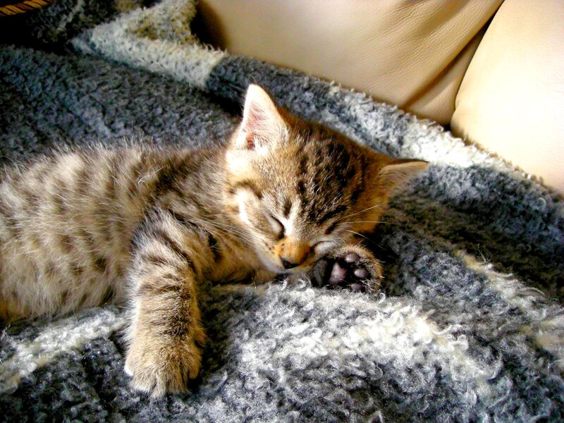 Sleeping Tabby Kitten — Gray, Peaceful, Afternoon, Photograph, Blanket
