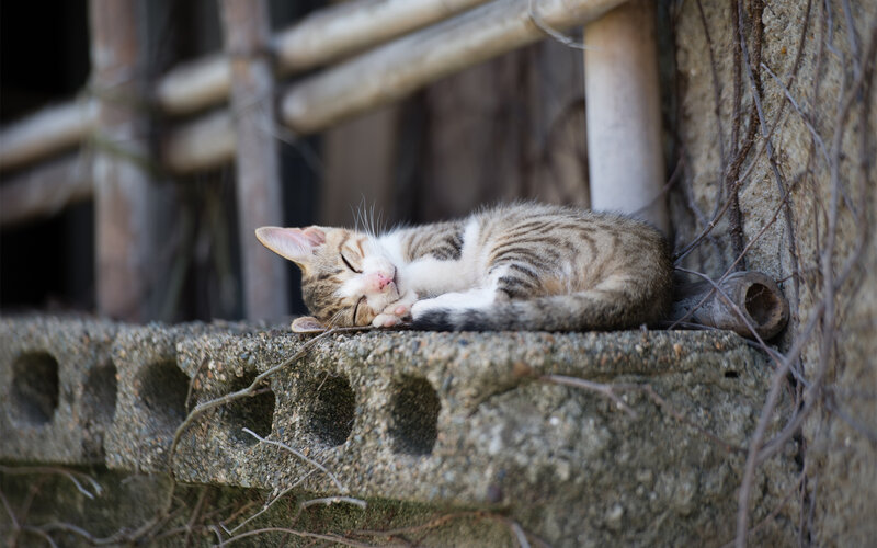 Sleeping Tabby Kitten — Gray, Peaceful, Afternoon, Photograph