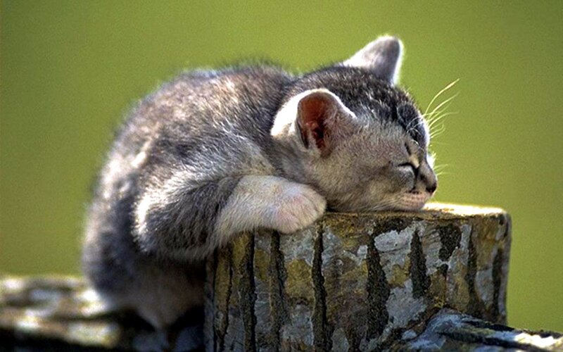Sleeping Tabby Kitten — Gray, Peaceful, Afternoon, Photograph, Tree Stump