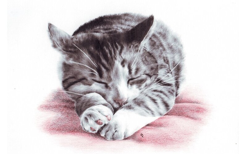 Sleeping Tabby Kitten — Gray, Peaceful, Illustration
