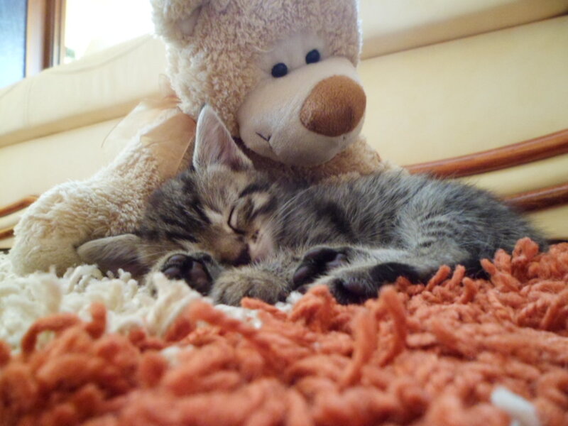 Sleeping Tabby Kitten — Gray, Peaceful, Morning, Photograph