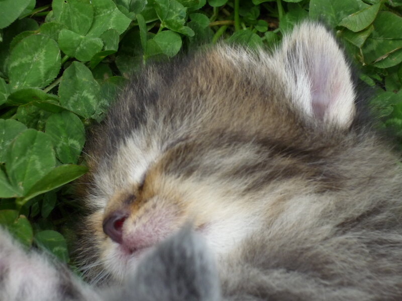 Sleeping Tabby Kitten — Gray, Peaceful, Morning