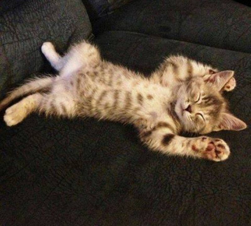 Sleeping Tabby Kitten — Gray, Peaceful, Night, Photograph, Couch