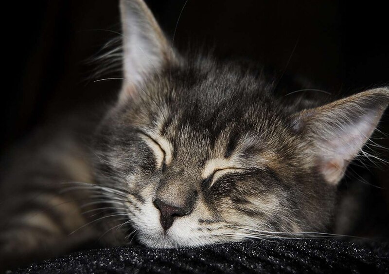Sleeping Tabby Kitten — Gray, Peaceful, Night, Photograph