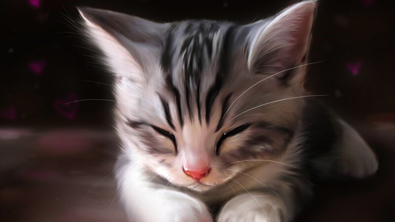 Sleeping Tabby Kitten — Gray, Peaceful, Night