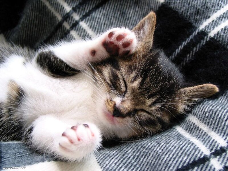 Sleeping Tabby Kitten — Gray, Peaceful, Photograph, Blanket, Paws