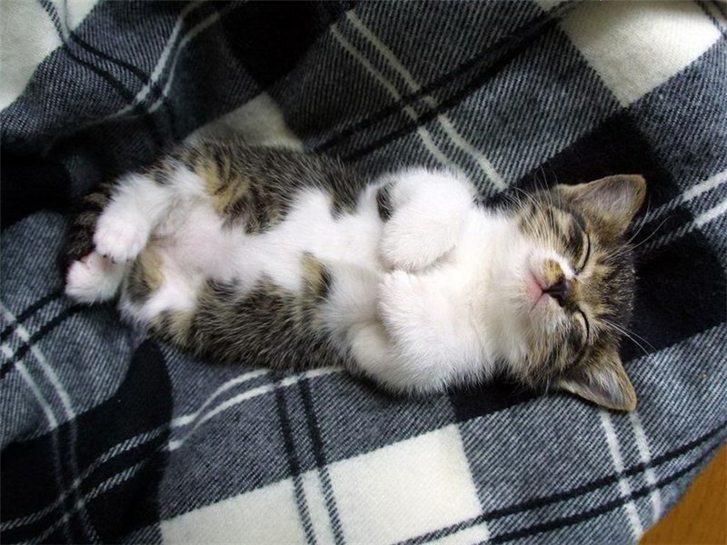 Sleeping Tabby Kitten — Gray, Peaceful, Photograph, Blanket